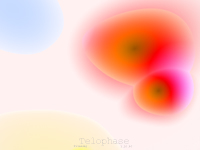 Telophase